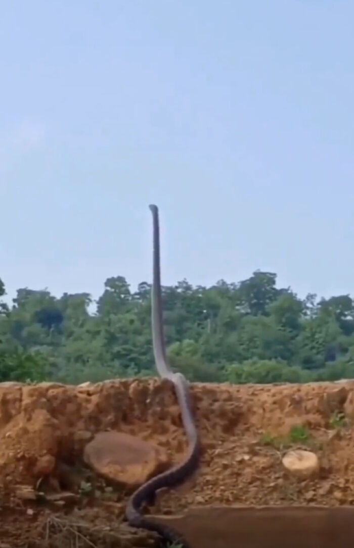 Serpiente levantando su cuerpo largo y delgado mostrando una de las creaciones de la madre naturaleza que inspiran miedo.
