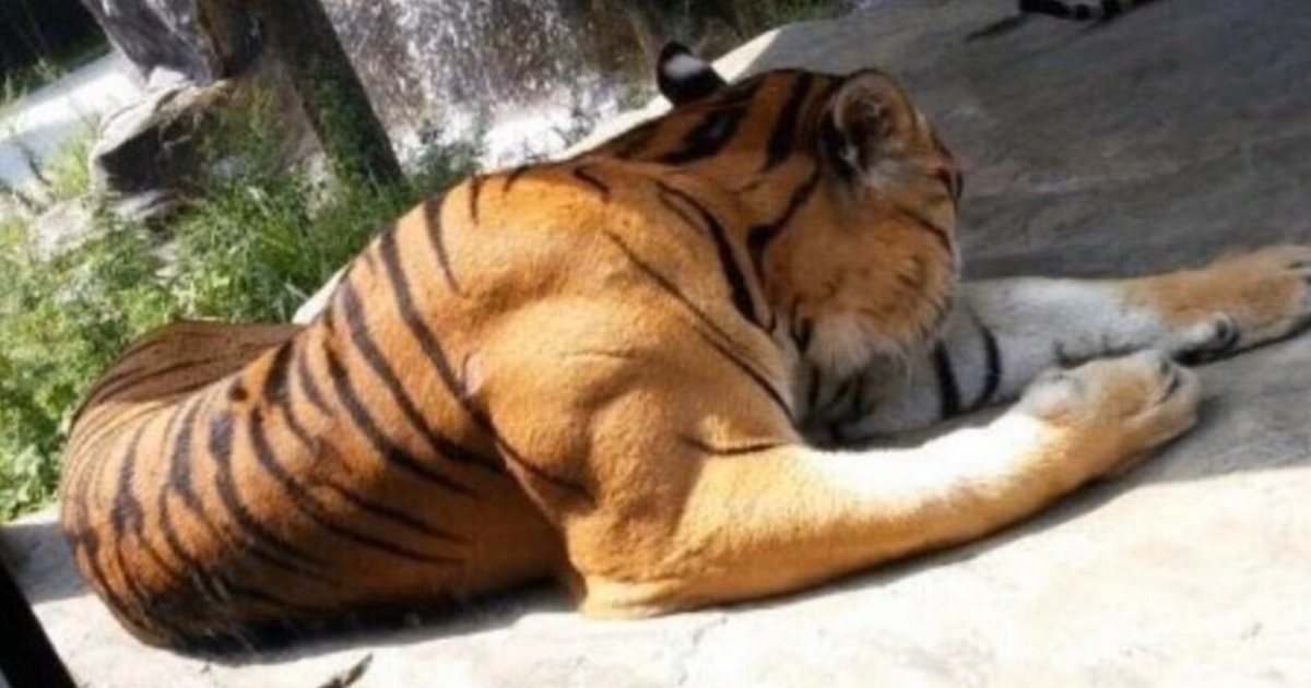Tigre con musculatura exagerada descansando en el suelo, una de las creaciones de la madre naturaleza que dan miedo.