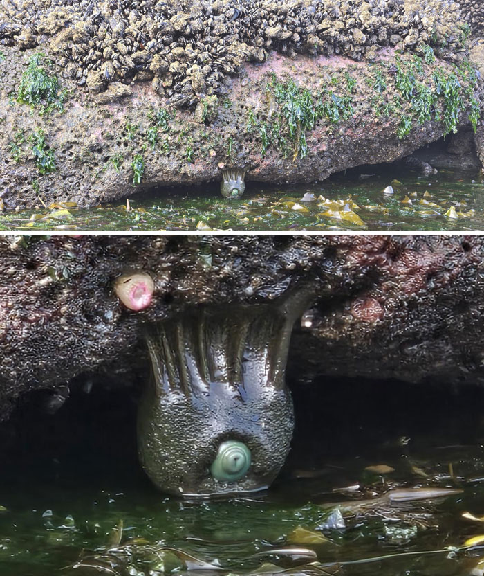 Criatura marina extraña y misteriosa en su hábitat natural, una de las creaciones de la madre naturaleza que dan miedo.