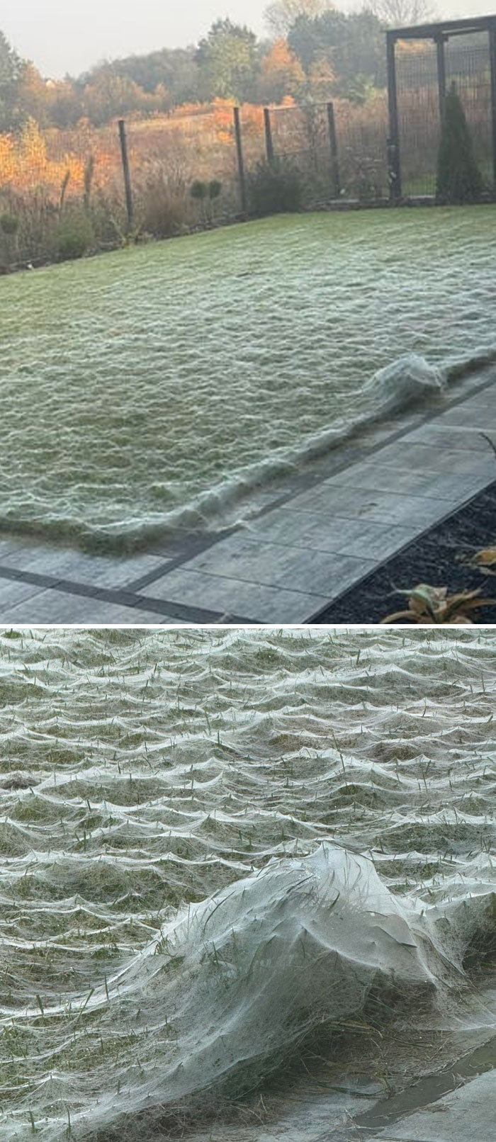Lawn covered in spider webs creating an eerie natural formation that provoca miedo en la madre naturaleza.