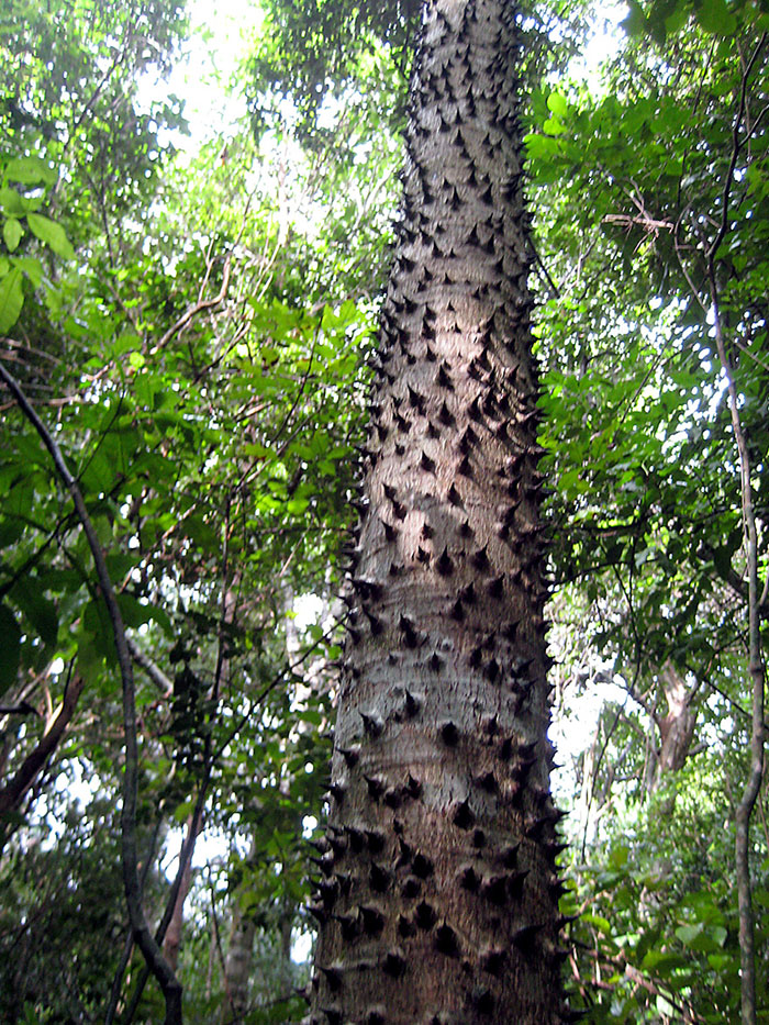Tronco de árbol con espinas grandes en bosque, una creación de la madre naturaleza impactante y aterradora.