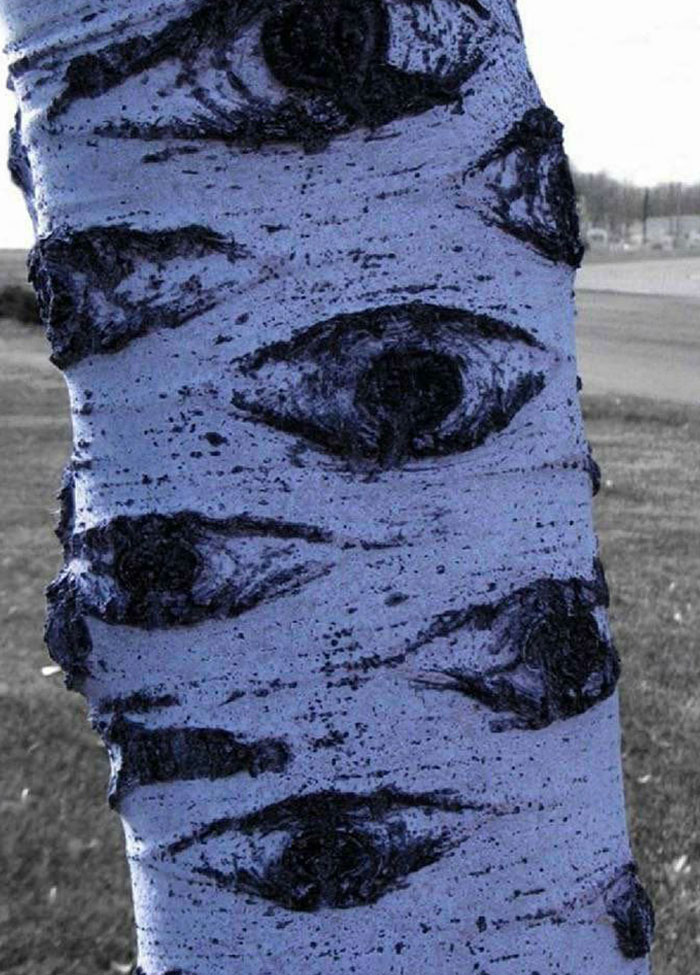 Tronco de árbol con nudos en forma de ojos, una creación de la madre naturaleza que causa miedo y fascinación.