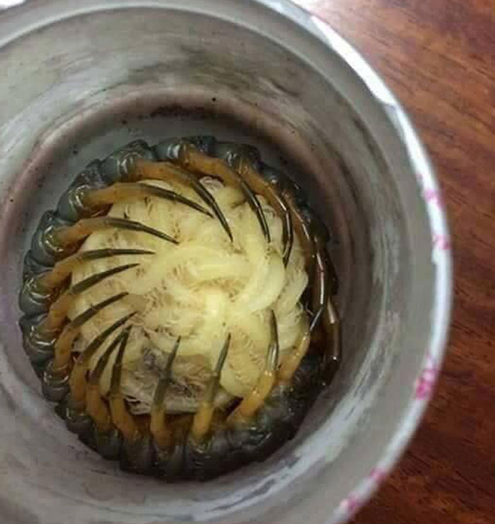 Criatura espiral de la madre naturaleza con aspecto aterrador guardada en un recipiente cerrado.