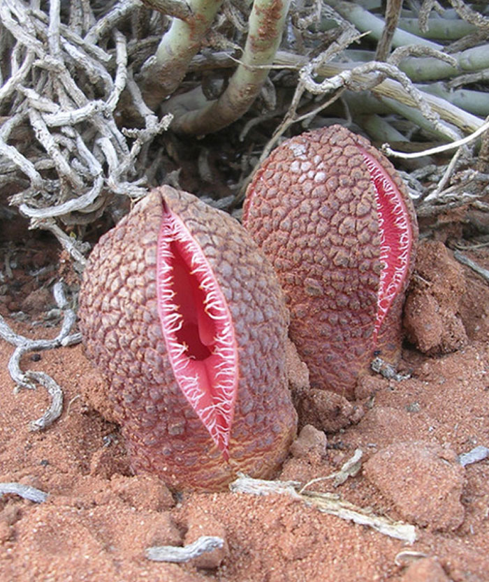 Plantas extrañas de la madre naturaleza con formas y colores que generan miedo en su entorno natural árido.