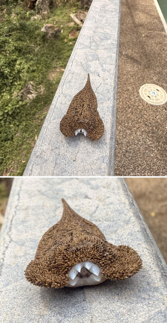 Criatura de la madre naturaleza con apariencia aterradora y dientes afilados sobre una superficie de cemento.