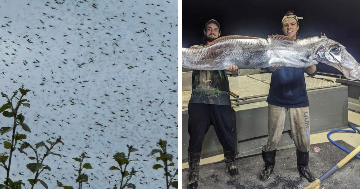 Enjambre de insectos en el cielo y dos hombres sosteniendo un enorme pez marino, naturaleza y criaturas que inspiran miedo.