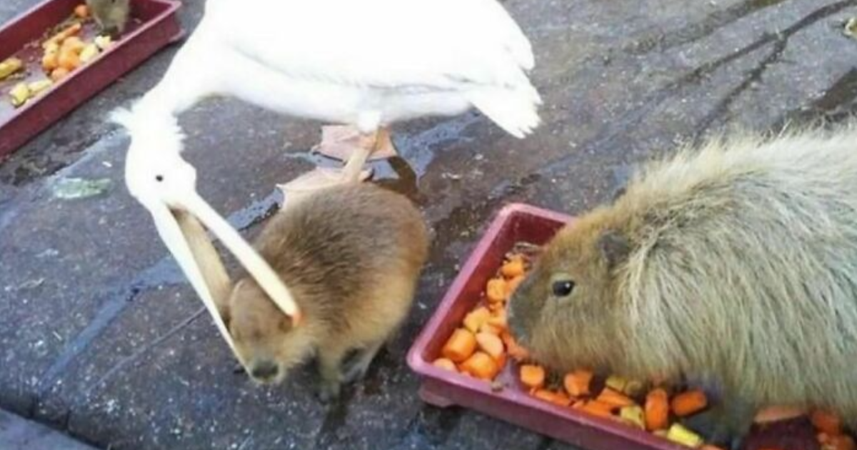 Pato blanco con pico atrapando a un roedor mientras otro roedor come en bandeja, imagen incu00f3moda y divertida.