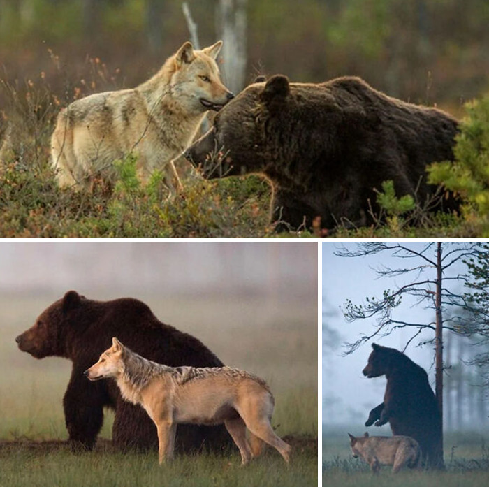 Lobo y oso en naturaleza salvaje, interacción única que muestra cosas interesantes que la gente encontró y compartió.