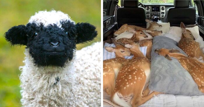 45 Animales adorables para alegrarte el día (nuevas fotos)