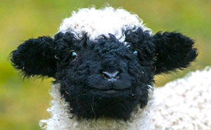 45 Animales adorables para alegrarte el día (nuevas fotos)