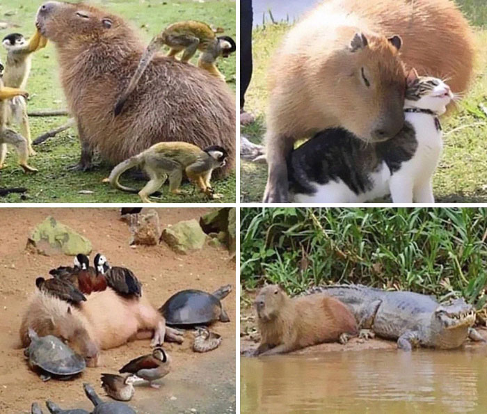 Capibara y otros animales en momentos reconfortantes para distraerte de los horrores actuales del mundo.