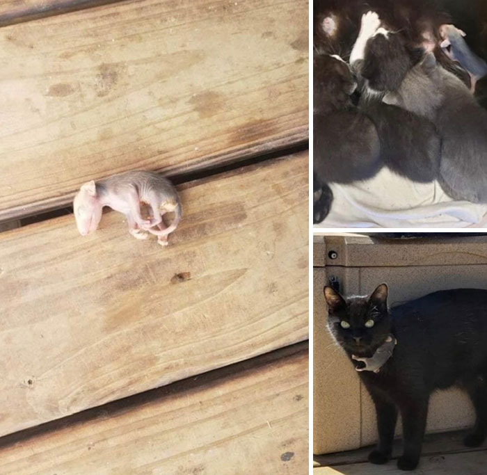 Conejito recién nacido y gatitos en diferentes etapas, imágenes reconfortantes para distraerte de los horrores actuales del mundo.
