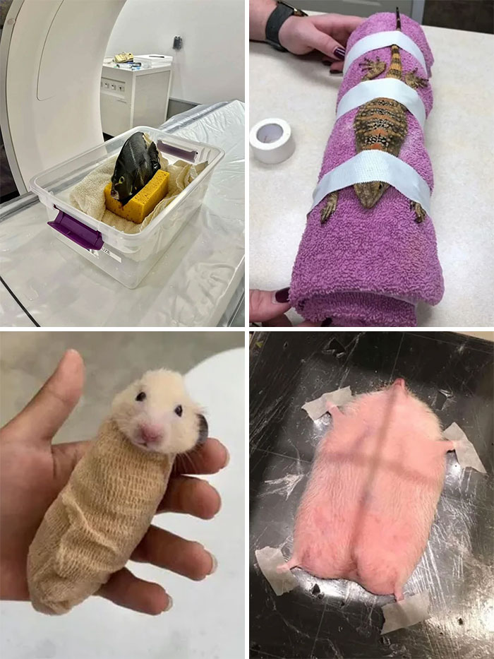 Animales envueltos y preparados para estudios en laboratorio, ilustrando datos e historias interesantes de todo el mundo.