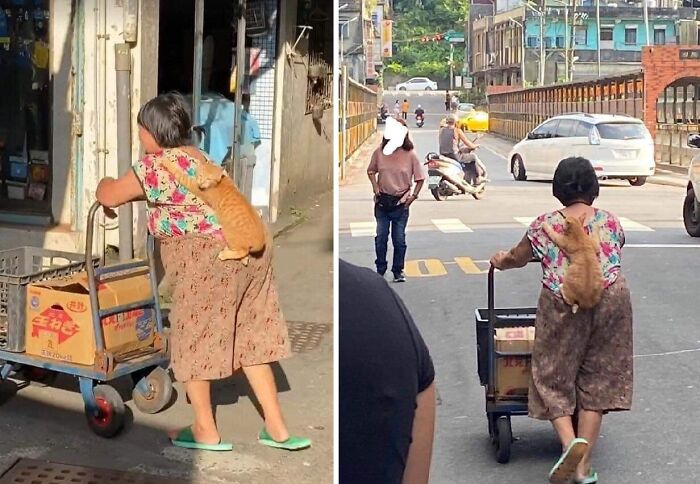 Mujer con gato naranja sobre la espalda, empujando un carrito en la calle, momentos divertidos con gatos.