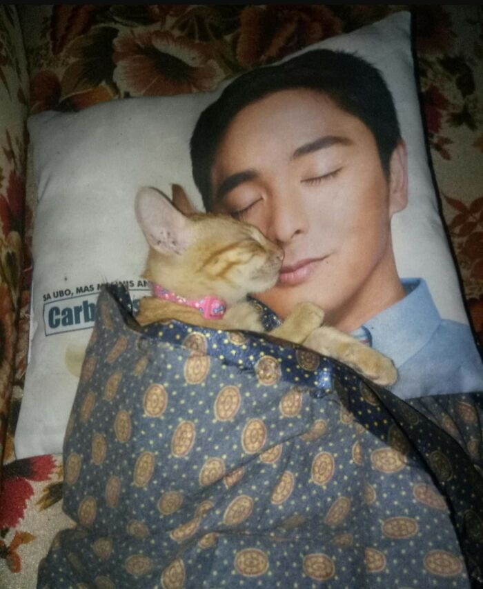 Gato durmiendo acurrucado y tapado con cobija junto a una almohada con imagen de un hombre, momentos divertidos con gatos.