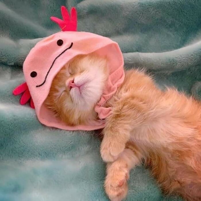 Gato dormido con gorro rosado divertido, momentos graciosos con gatos que cautivan por su ternura y humor.