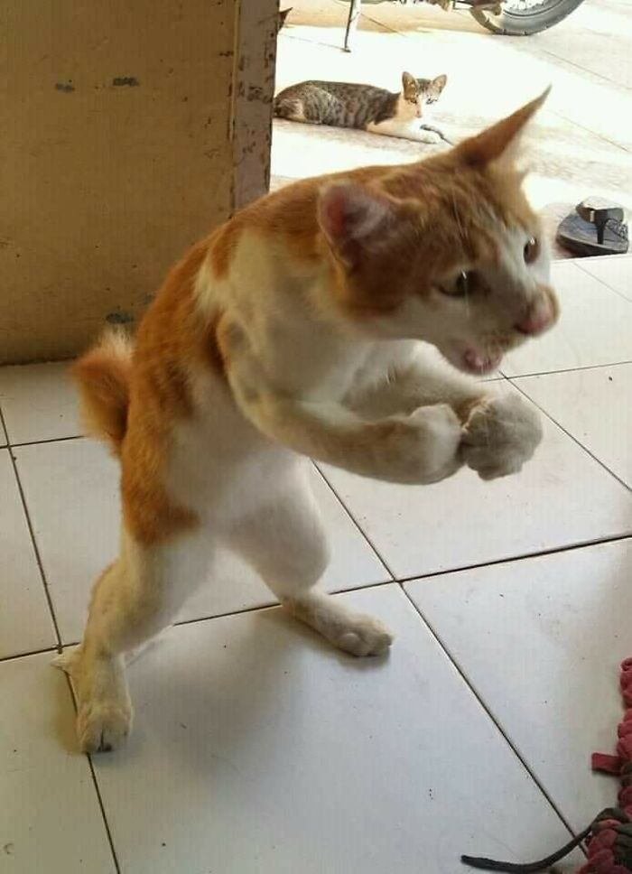 Gato divertido con postura cómica en el suelo blanco, mostrando momentos divertidos con gatos para compartir online.