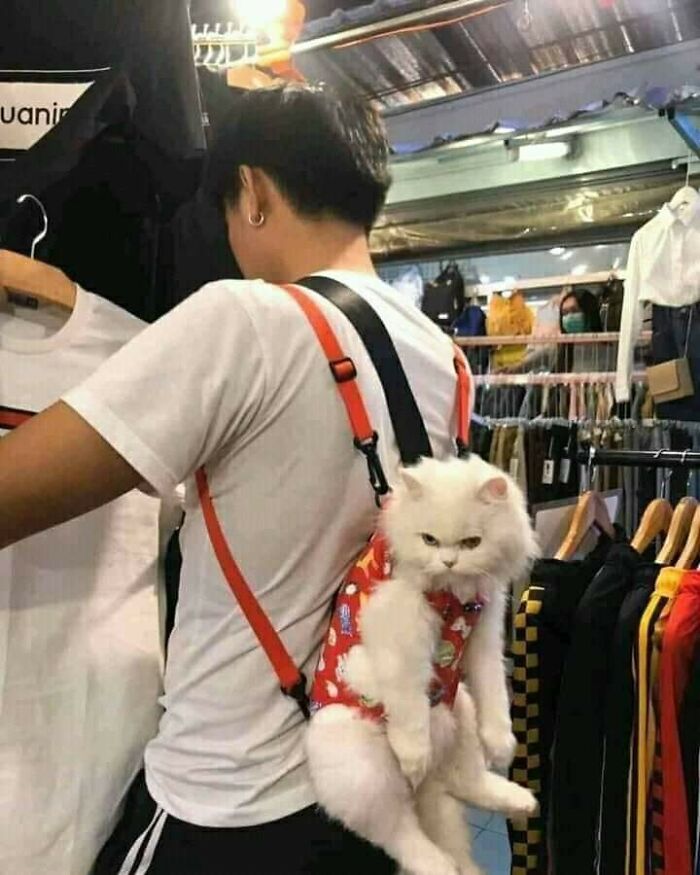 Hombre de espaldas llevando un gato blanco divertido colgado en mochila en tienda de ropa, momento divertido con gatos.