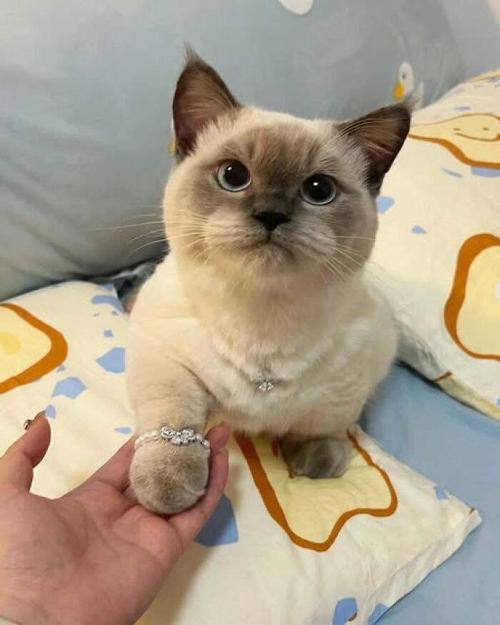 Gato lindo con una pulsera brillante en la pata tocando la mano, uno de los gatos adorables para comedia.