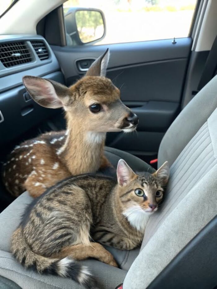 Gatito atigrado descansando en el asiento del auto junto a un cervatillo, imagen tierna de gatos lindos para comedia.