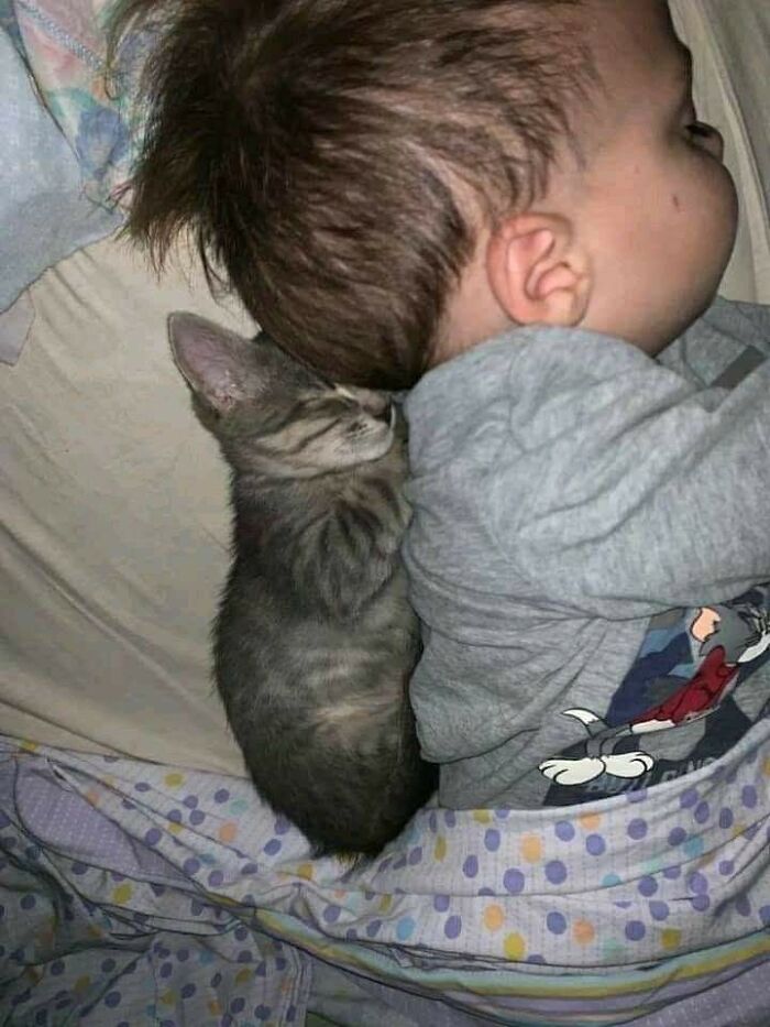 Niño y gato acurrucados juntos en la cama, mostrando momentos divertidos con gatos que inspiran ternura y alegría.