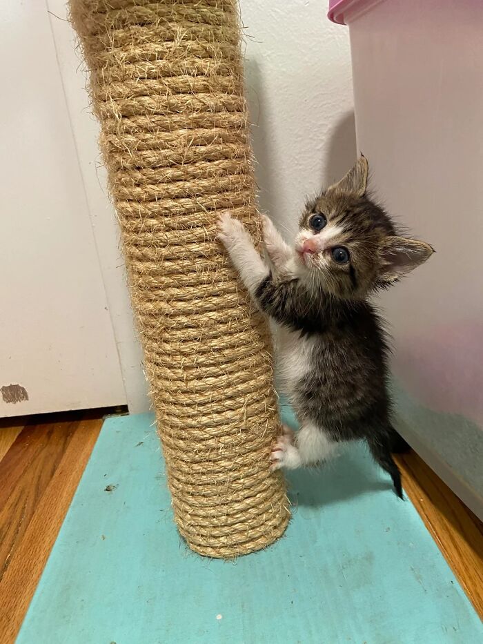 Gatito tierno trepando poste rascador, adorable gato pequeño jugando en interior, imagen de gatos lindos.