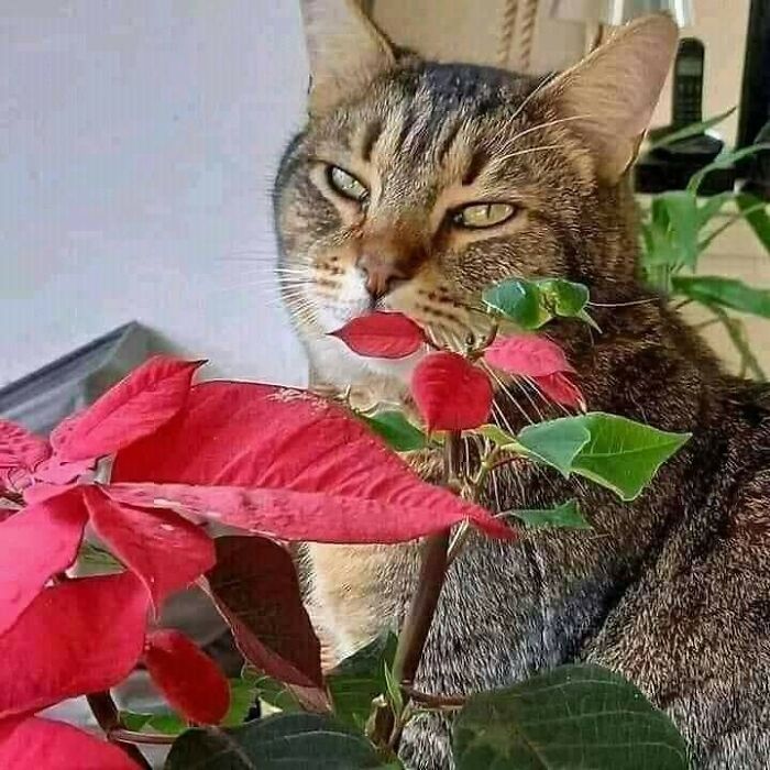 Gato curioso oliendo plantas con hojas rojas, mostrando momentos divertidos con gatos en un ambiente hogareño.