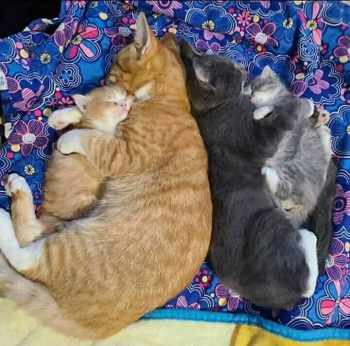 Gatos y gatitos durmiendo abrazados sobre una manta colorida, momentos divertidos con gatos para compartir ternura.