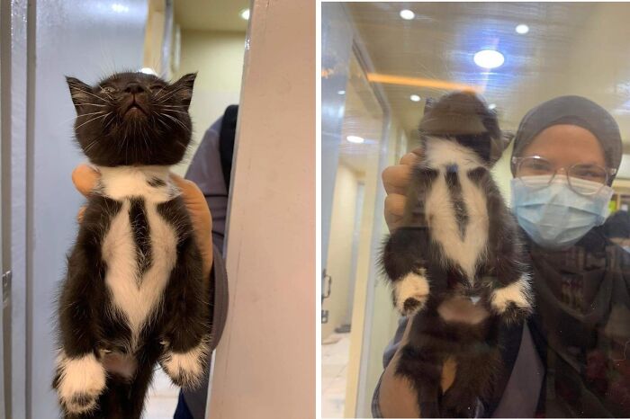 Gato pequeño negro y blanco siendo sostenido, momentos divertidos con gatos en un ambiente interior iluminado.