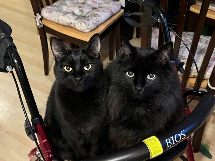 Dos gatos negros adorables sentados juntos en una silla, mostrando el encanto de gatos lindos para un show de comedia.