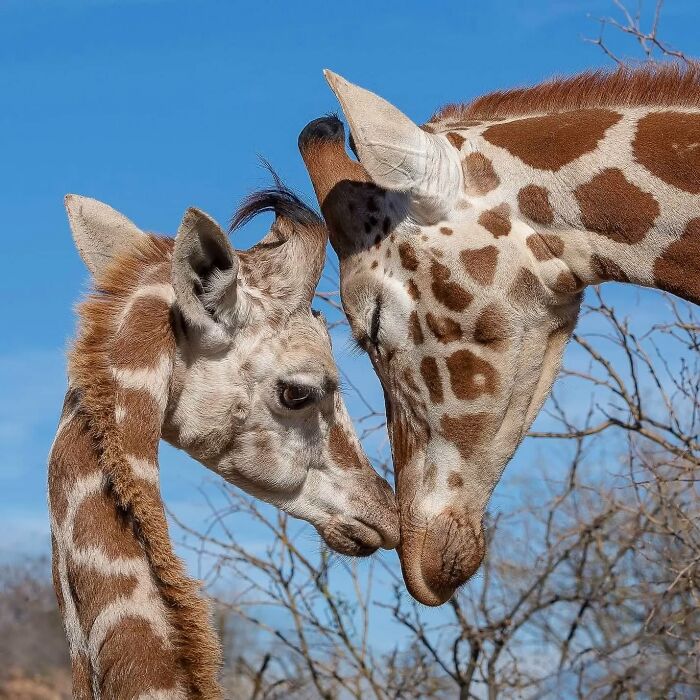 Jirafa madre y su cría en abrazo tierno, fotos adorables de vida salvaje celebrando madres y sus bebés.