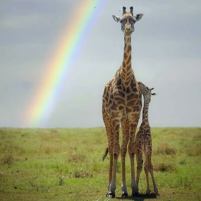 Jirafa madre y cría en la naturaleza bajo un arcoíris, foto adorable de vida silvestre con madres y bebés.