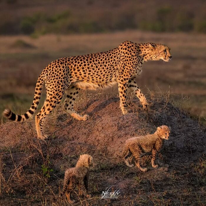 Guepardo madre cuidando a sus crías en la naturaleza, una tierna escena de vida salvaje y maternidad.