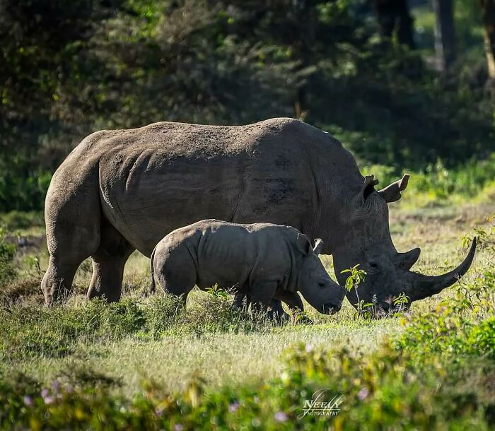 Rinocerontes madre y cría en la naturaleza, momento adorable de vida salvaje y conexión materna en fotos de animales.