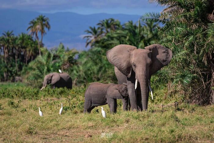 Elefanta con su cría en la naturaleza, hermosa foto de vida silvestre que celebra madres y sus bebés.