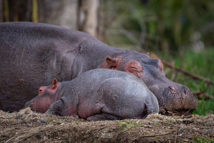 Hipopótamo madre y cría descansando juntos en la naturaleza, momentos adorables de vida silvestre celebrando madres y bebés.