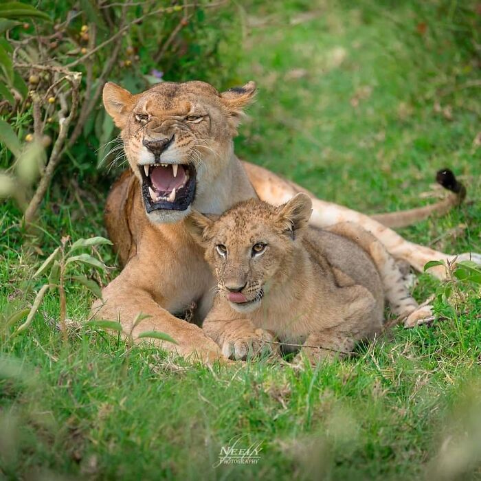 Leona protectora con cachorro en la naturaleza, fotografía adorable de vida silvestre que celebra madres y sus crías.