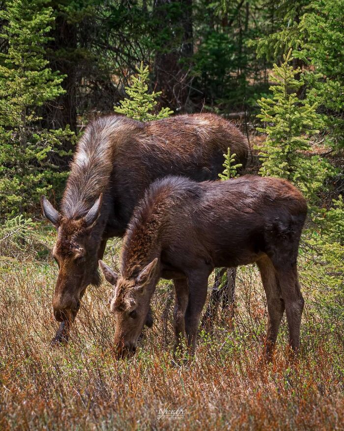 Madre alce con su cría en bosque natural, fotografía de vida silvestre que celebra la relación maternal y sus bebés.