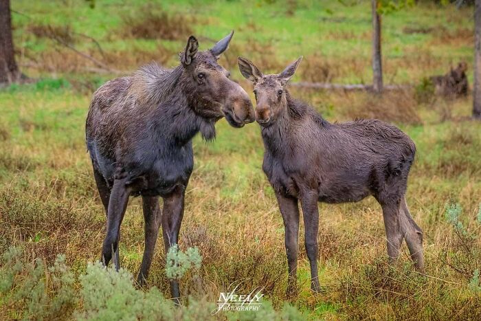 Madre alce y cría en la naturaleza, juntos en un paisaje verde que celebra la vida silvestre y la maternidad.