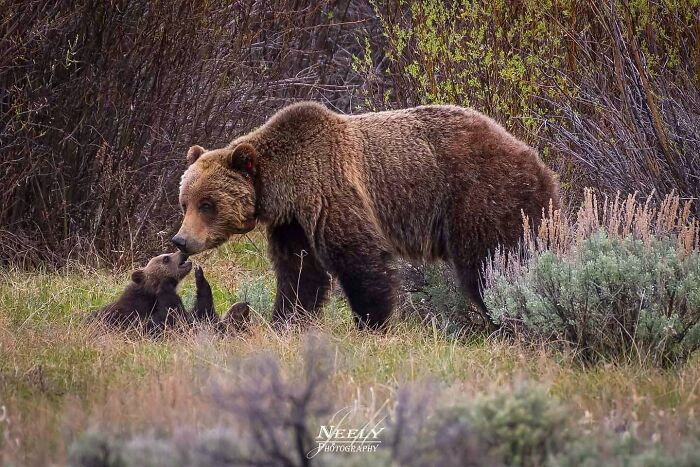 Oso madre interactuando con su cría en la naturaleza, foto adorable de vida salvaje que celebra madres y bebés.