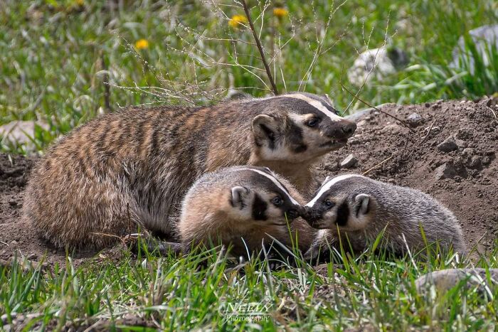 Madre tejón con crías en hábitat natural mostrando vínculo tierno en adorables fotos de vida silvestre.