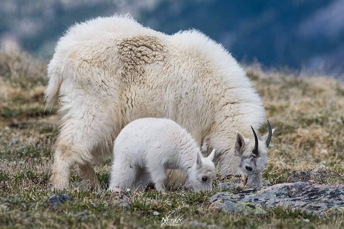 Cabra montés madre y cría pastando juntas en la naturaleza en foto adorable de vida silvestre que celebra madres y sus bebés.