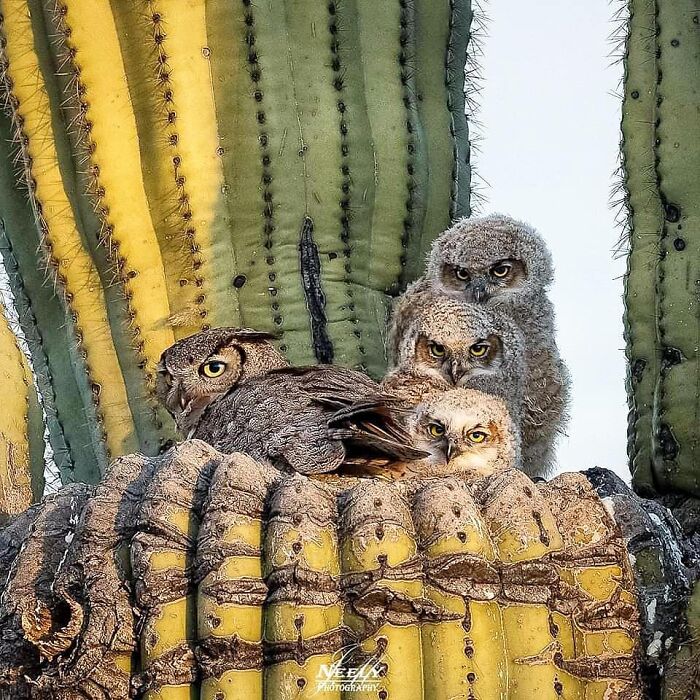 Búho madre con crías en su hábitat natural mostrando vida silvestre y la ternura de la maternidad animal.