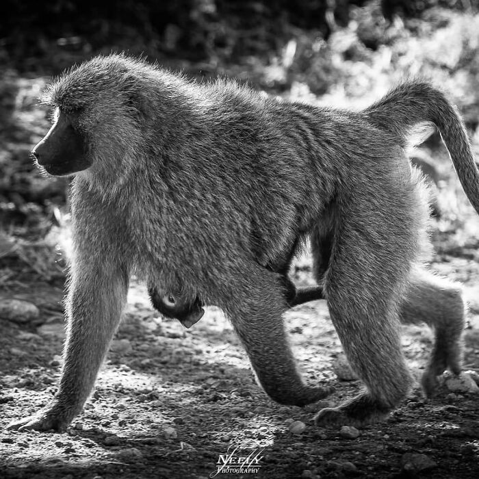 Mono baboon salvaje caminando con su cría colgando, mostrando un tierno vínculo de madre y bebé en la naturaleza.