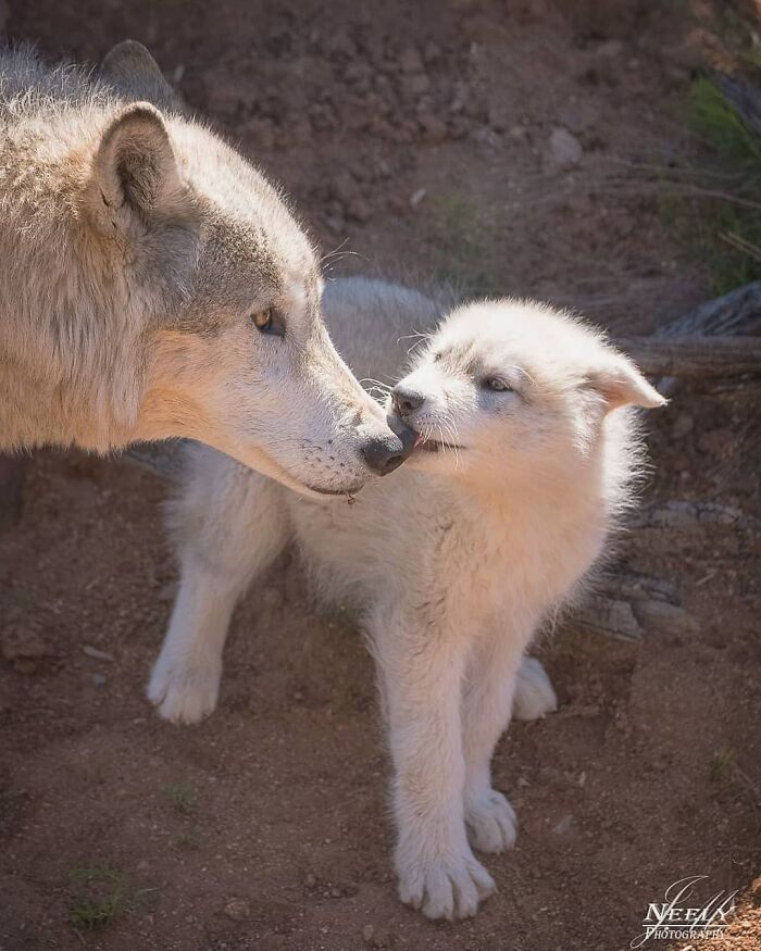 Lobo madre y su cachorro en un tierno momento que celebra la naturaleza y el vínculo entre madres y bebés salvajes.
