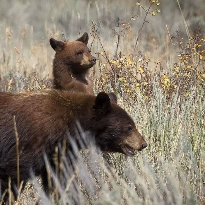 Oso madre con su cría en hábitat natural mostrando fotos adorables de vida silvestre y conexión maternal.