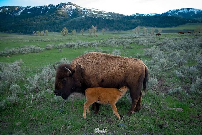 Bisonte madre con su cría en pradera verde celebrando la hermosa relación de madres y bebés en la vida silvestre.