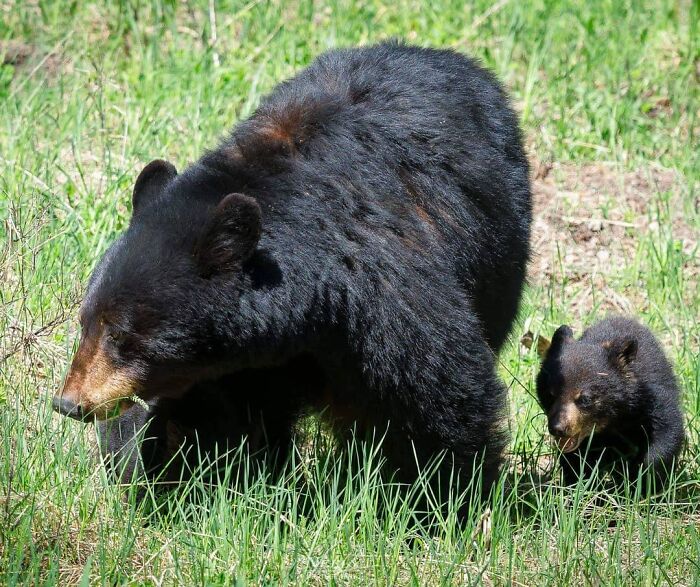 Oso madre con su cachorro en la naturaleza, una tierna foto de vida silvestre que celebra madres y bebés.