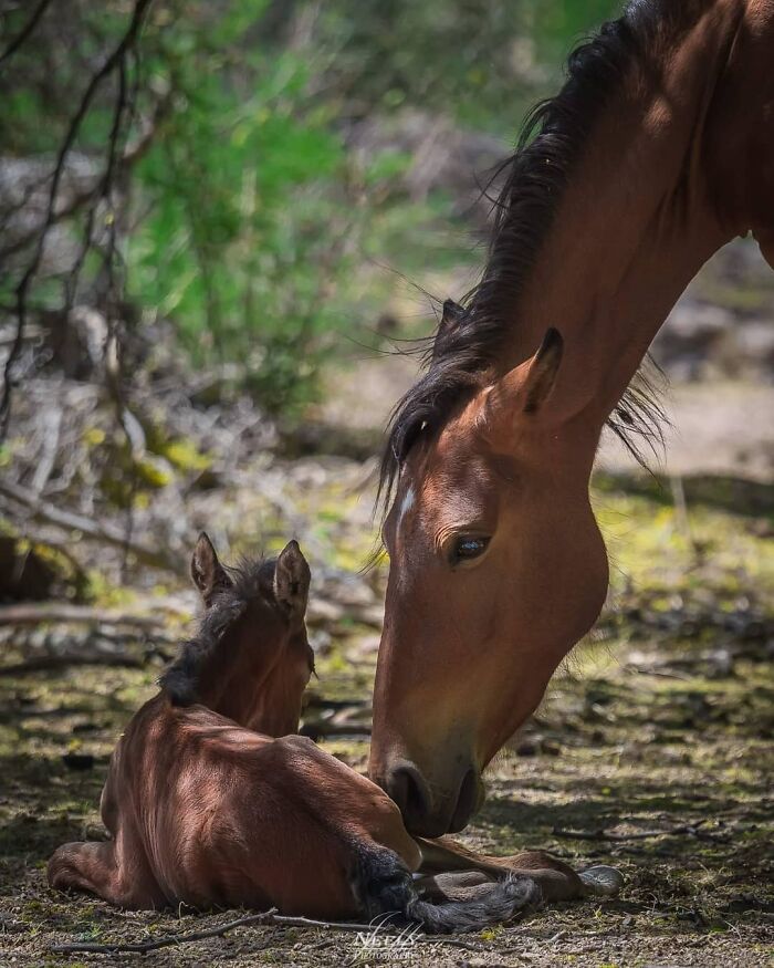 Caballo madre cuidando a su cría en la naturaleza, adorable foto de vida salvaje que celebra madres y bebés.