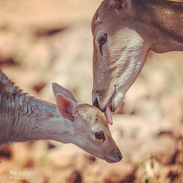 Madre ciervo limpiando a su cría en la naturaleza, hermosa foto de vida silvestre y vínculo maternal adorable